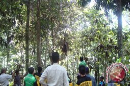 Balai TNK: Perlu Dibuat Koridor Satwa