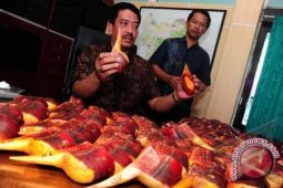 BKSDA Amankan Tersangka Penjual Paruh Enggang Gading
