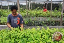 Bibit Penghijauan HSU Rusak Akibat Bencana Banjir
