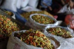 HARGA CABAI STABIL