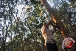 Banjar's Rice and Rubber Become Superior Product of Village Ministry.
