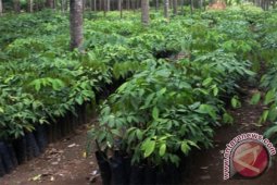 Distan Mukomuko dorong masyarakat bangun pembibitan tanaman perkebunan