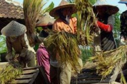HARGA GABAH NAIK
