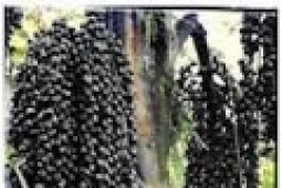 Aren Genjah Bisa Menjadi Sumber Energi