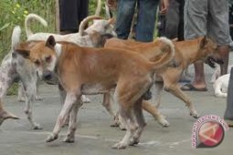 Bengkulu dorong kabupaten/kota pengadaan vaksin cegah rabies