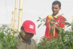 Petani Cabai Mulai Rasakan Manfaat Penggunaan "Nethouse"