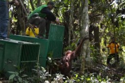 Relokasi Orangutan Di TNK