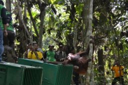 Relokasi Orangutan Di TNK
