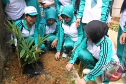 TANAMAN OBAT