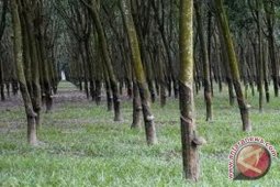 Harga karet lelang di Sumsel turun
