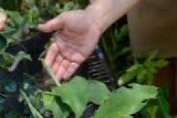 IPB: Kenalkan Tanaman Herbal Sejak Dini