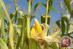 Petani Mukomuko mendapat bantuan benih jagung