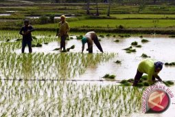 Korem 045 Latih Siswa SD Tanam Padi