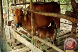 Populasi Sapi Turun