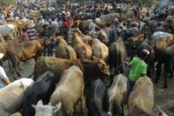 HARGA SAPI MELONJAK