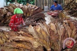 Cangkang Sawit Untuk Omprongan Tembakau Menguntungkan