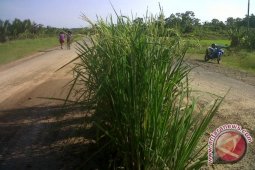 Warga Tanam Padi di Jalan Rusak