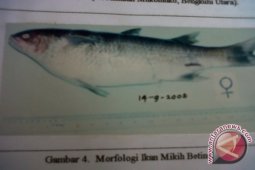 Mukomuko rancang habitat asli ikan Mikih