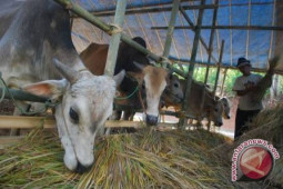 Pemerintah Diminta Konsisten Kuota Impor Sapi