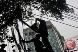Delapan Ribu Pohon Ganggu Listrik