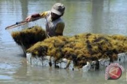 Hama lumut batu ancam rumput laut Bangka Selatan