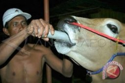 Sapi Kotabaru Rawan  Jembrana