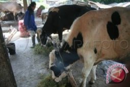 Dinas Peternakan Minta Sistem Pemotongan Hewan Kurban Ditata