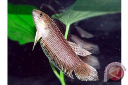 Ikan Air Tawar Terancam Punah
