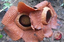 Bunga Rafflesia dikenalkan lewat tarian di Yogyakarta