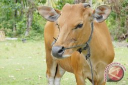 Hewan kurban di Musi Rawas diperiksa kesehatan