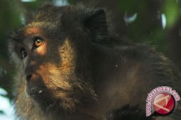 IAR: Terdapat Sebanyak 115 Monyet Ekor Panjang
