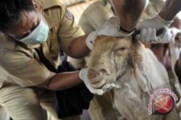 Kebutuhan Kambing Di Bali 5.500 Ekor