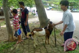 Penjualan kambing terus meningkat