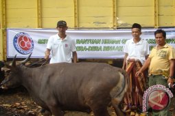 Indocement Di Kotabaru Berkurban 25 Ekor Sapi