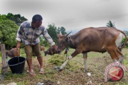 Kementan Bantu Sapi Tabalong