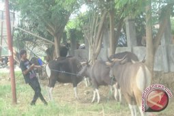 DPKP Terbitkan Label Sehat Untuk 866 Sapi