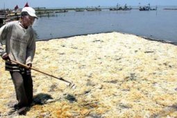 PANEN RUMPUT LAUT