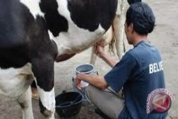 Ilmuwan Teliti Susu Sapi Bisa Cegah HIV
