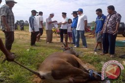 Staf Balitbangda Kukar Kurban Sapi