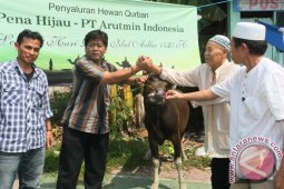 SERAHKAN SAPI KURBAN