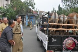 BANTUAN SAPI  QURBAN