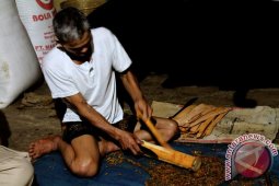 MENGUPAS KAYU MANIS