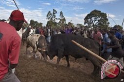 Di Kenya, Banteng Obama Kalahkan Banteng Romney