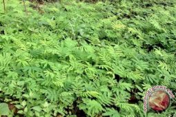 Petani Kepahiang tolak tanam sengon di sawah