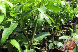 Rejang Lebong Akan Beli Bibit Unggul Buah-buahan