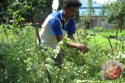 Harga tomat di Muntok tembus Rp40.000 per kilogram