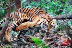 Ratusan jerat harimau berhasil disita selama 2012