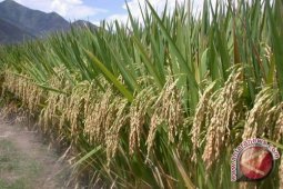 Pemkab Akan Canangkan Penanaman Bibit Padi Unggul 
