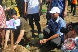 Wagub Kaltim Tanam Perdana Pepaya Mini