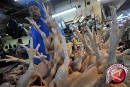 Harga daging ayam di Pangkalpinang naik